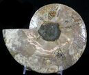 Cut Ammonite Fossil (Half) - Beautifully Agatized #58284-1